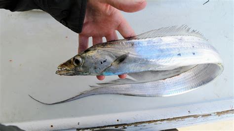 Atlantic cutlassfish (Trichiurus lepturus) .